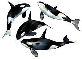 Orca Pod Session image